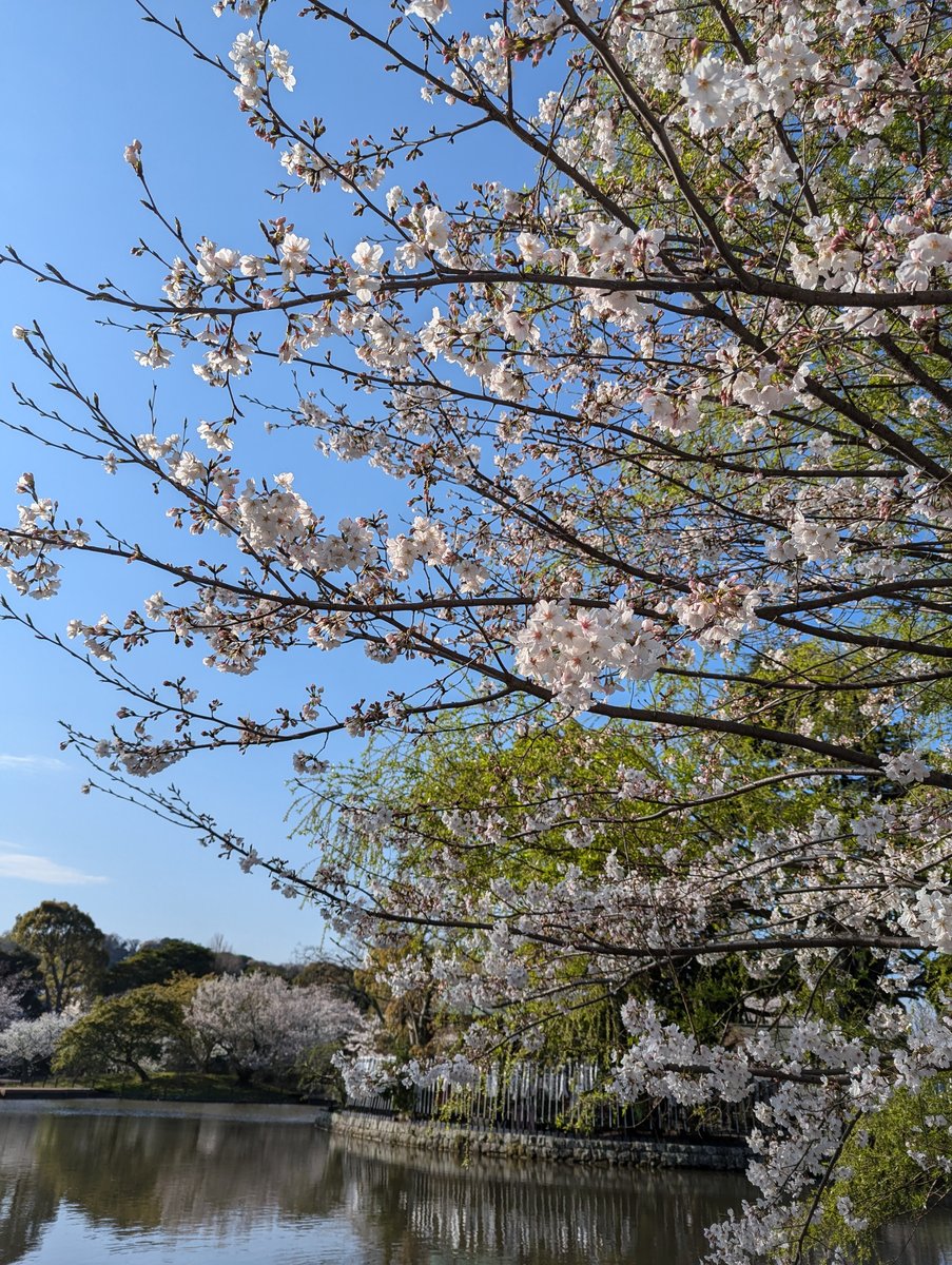 Yukinoshita Pond, Kamakura — Early Spring Sakura Reflection photo 3