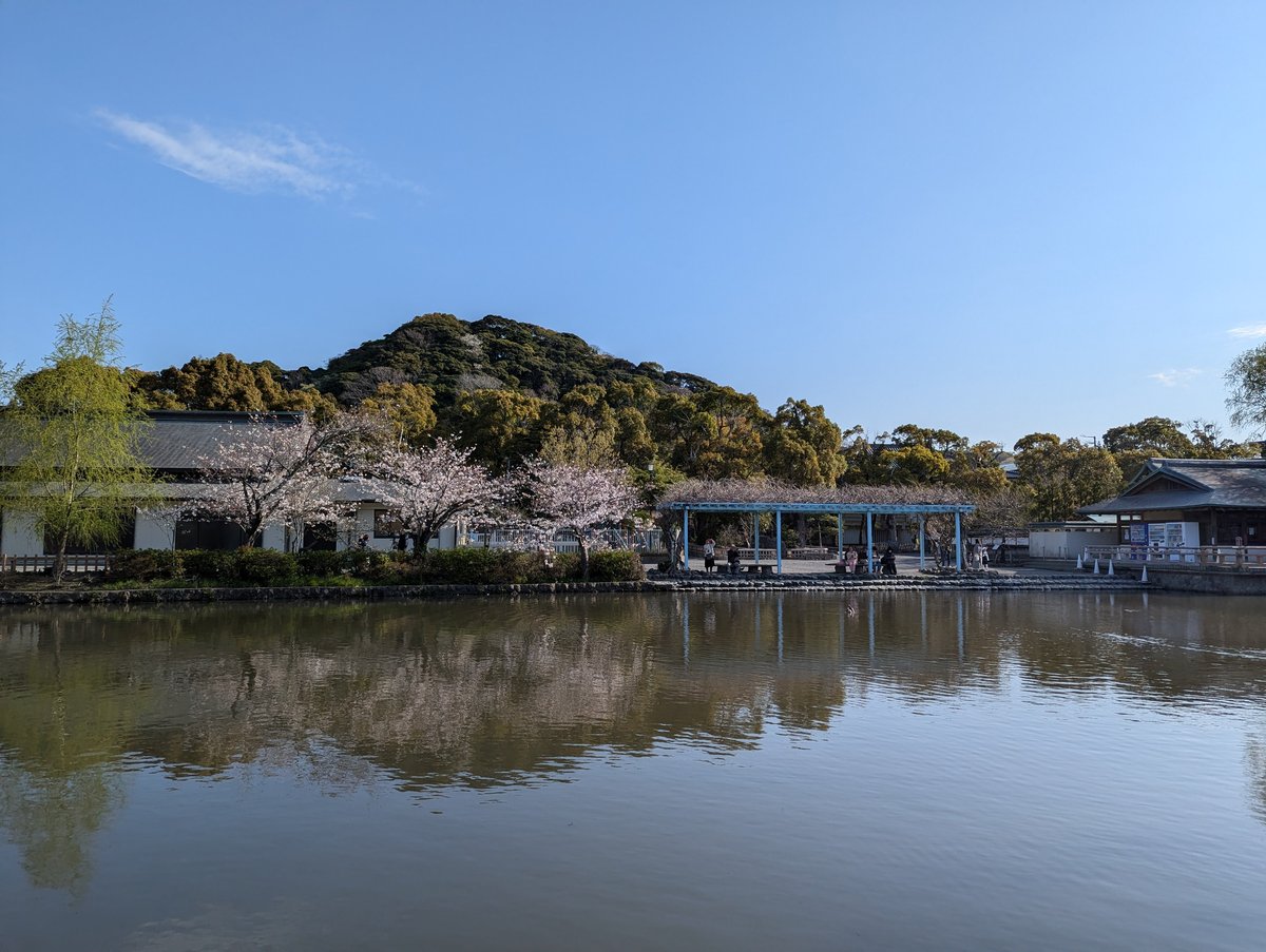 Yukinoshita Pond, Kamakura — Early Spring Sakura Reflection photo 5