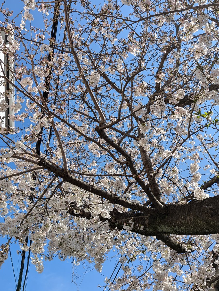 Yukinoshita Pond, Kamakura — Early Spring Sakura Reflection photo 8