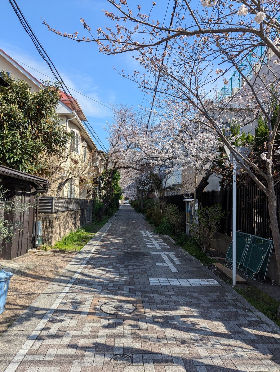Yukinoshita Pond, Kamakura — Early Spring Sakura Reflection photo 9