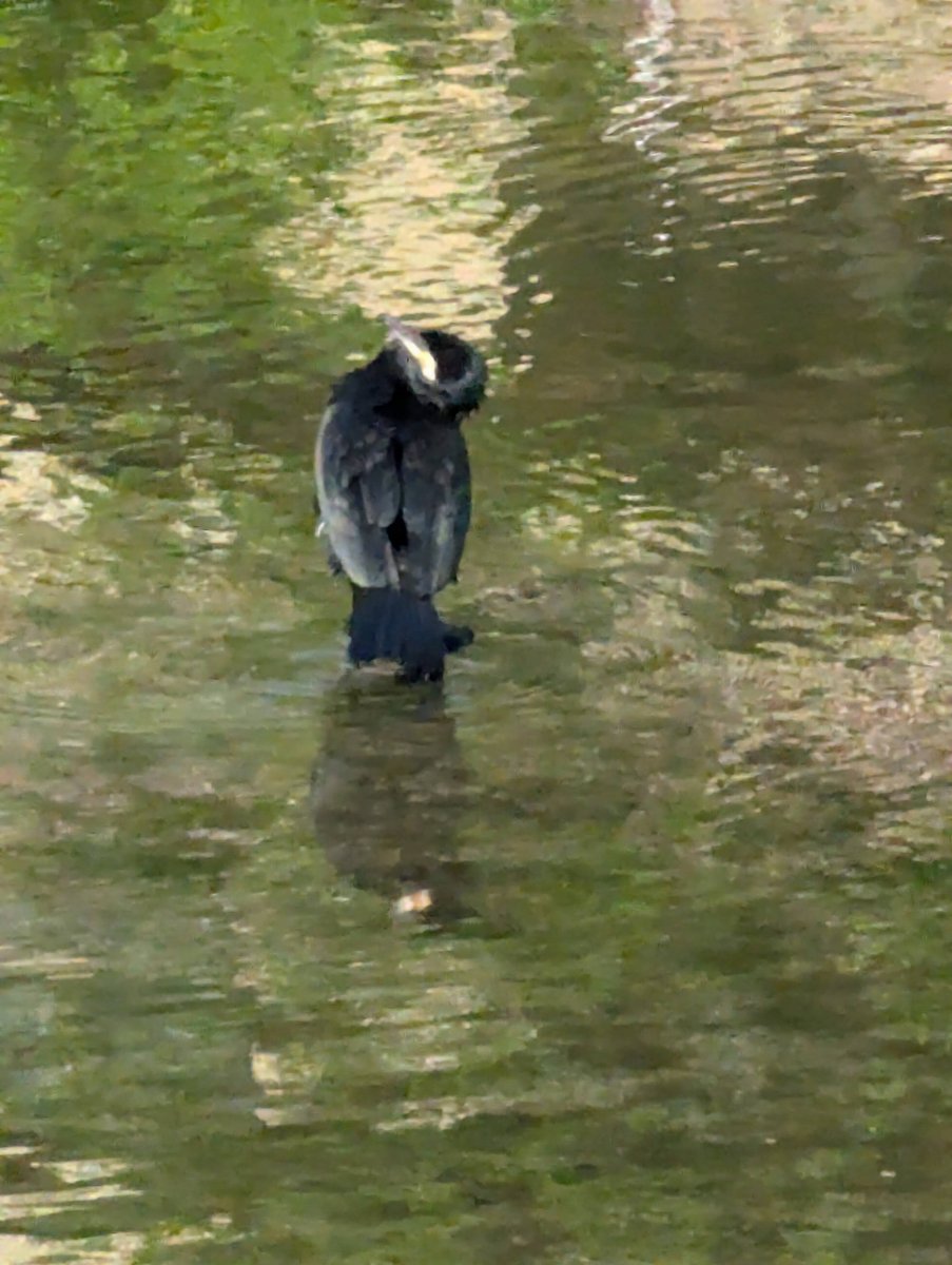 Cormorant in Kameyacho, Kyoto — Spring River Magic