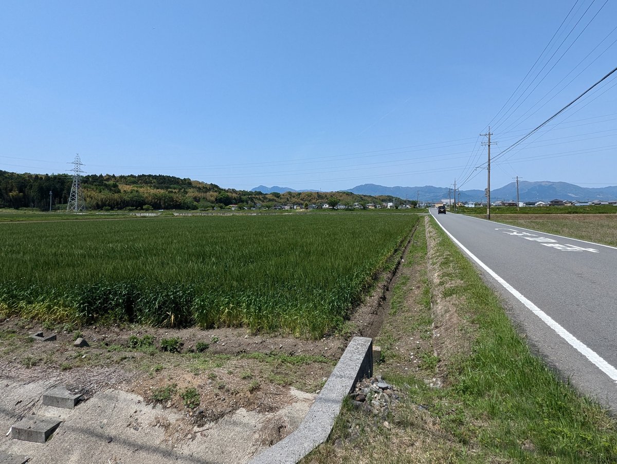 Morning Rice Fields Near Kuwana, Mie Prefecture