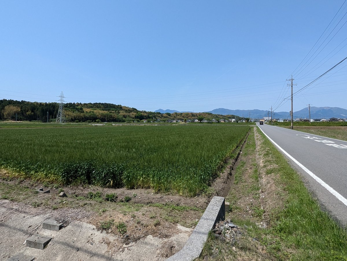 Morning Rice Fields Near Kuwana, Mie Prefecture photo 2