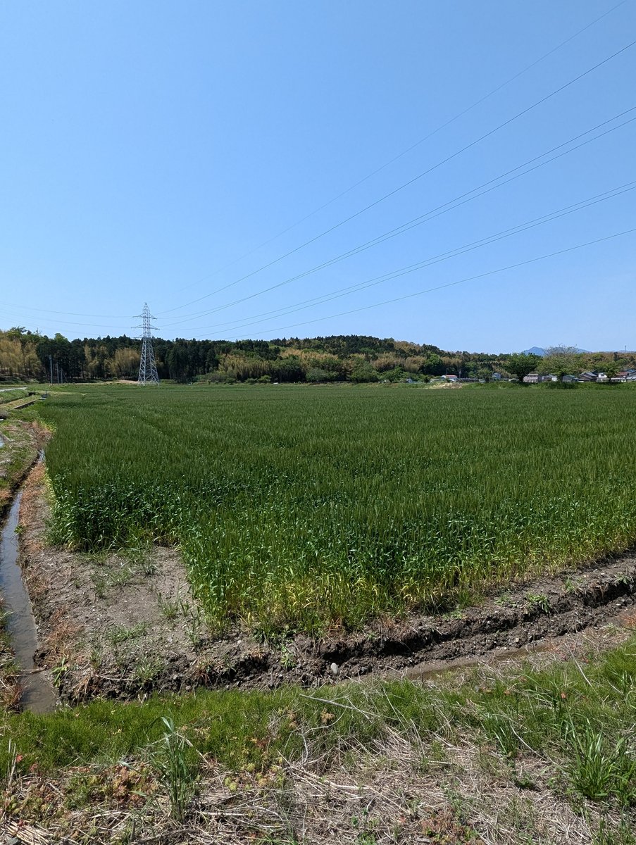 Morning Rice Fields Near Kuwana, Mie Prefecture photo 3