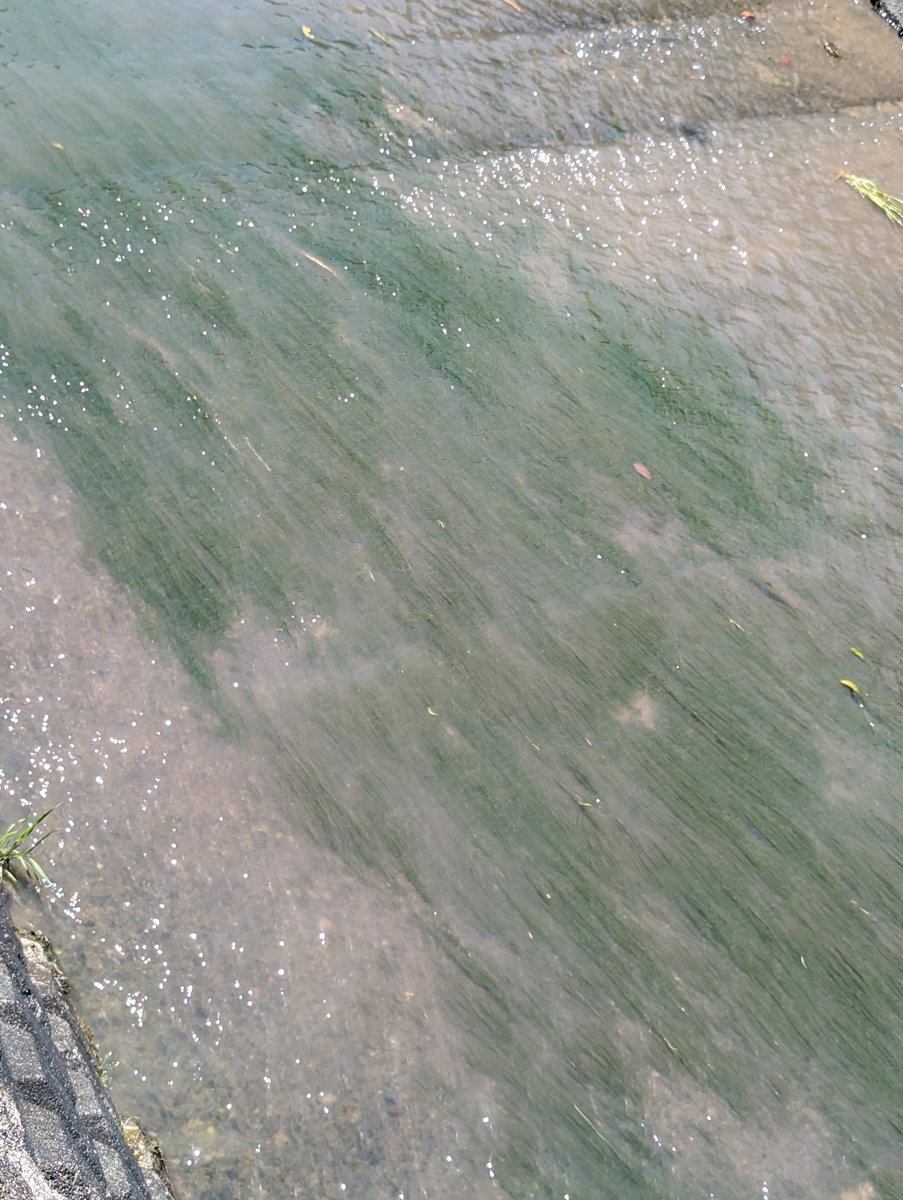 Crystal Waters at Shimomura Beach, Mie