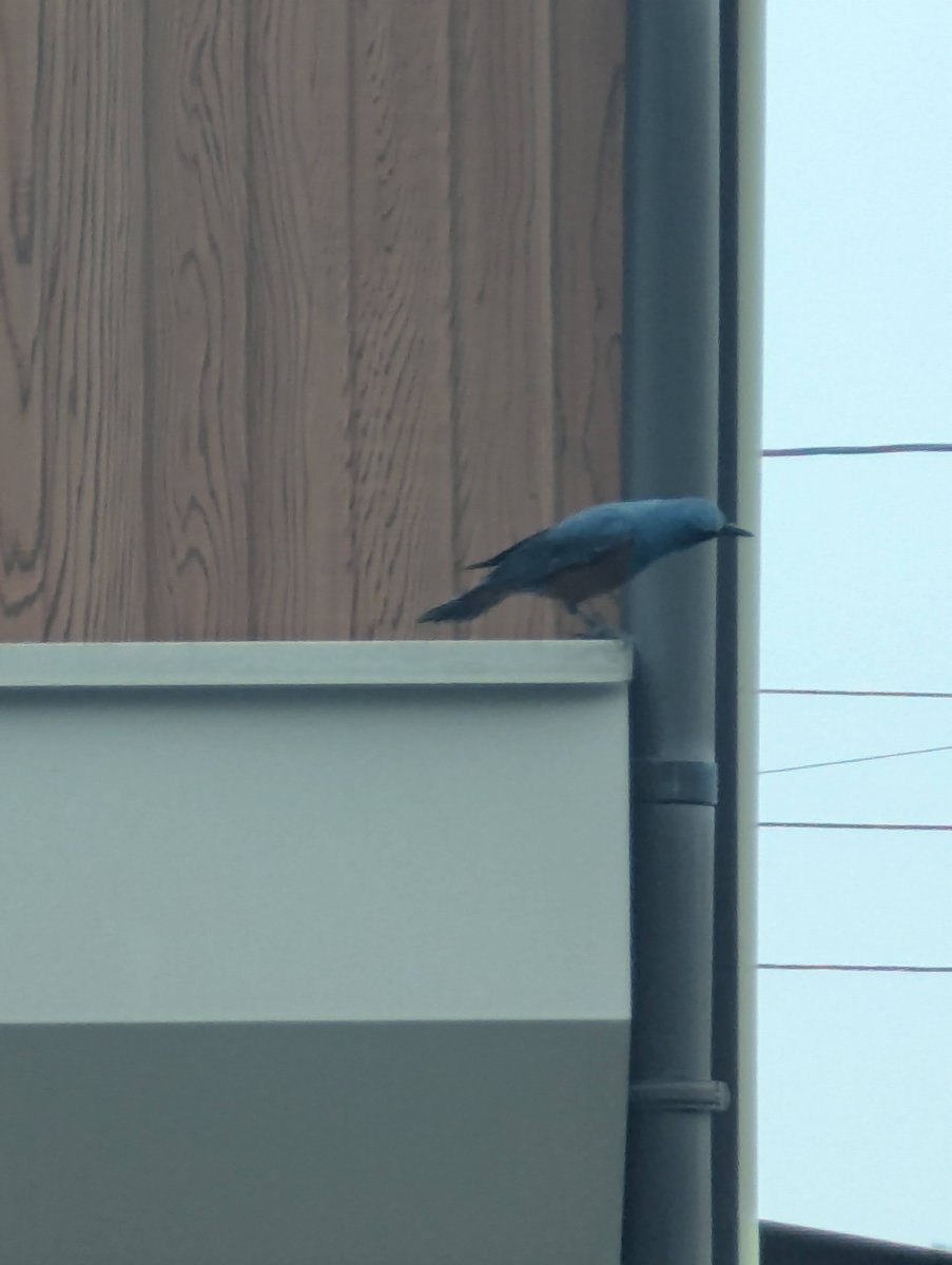 Unexpected Bird Visitor, Isobecho-Anagawa, Mie