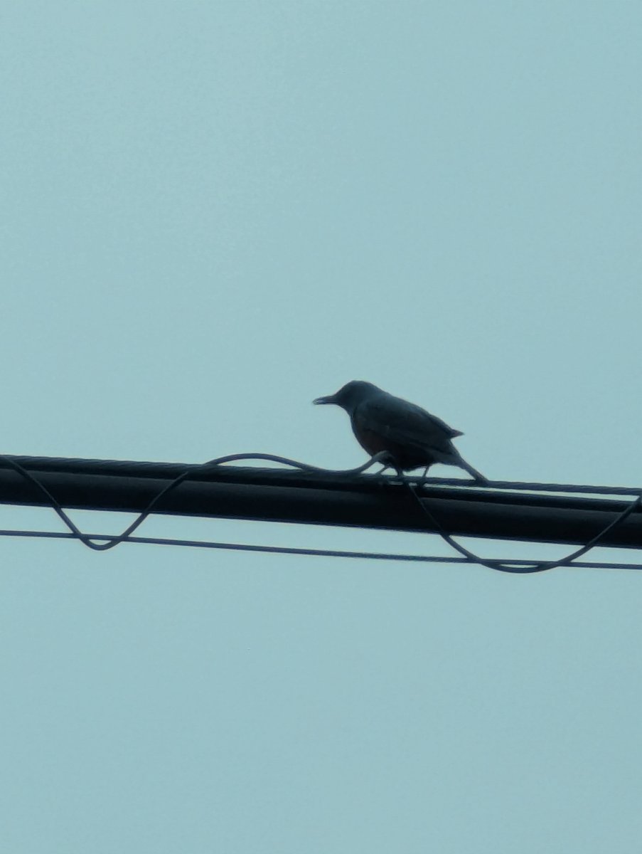 Unexpected Bird Visitor, Isobecho-Anagawa, Mie photo 2