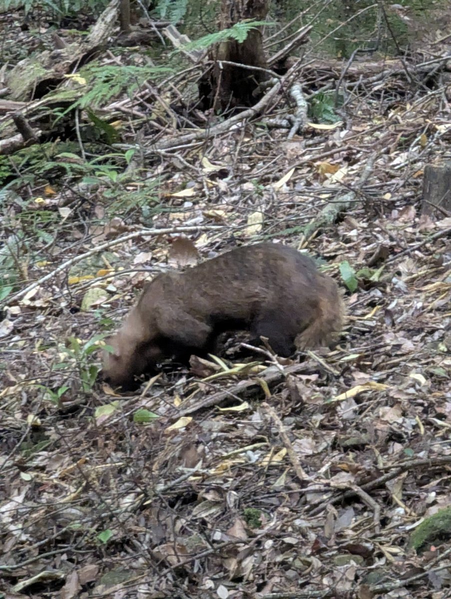 Forest Wildlife Near Ise Jingū, Mie Prefecture