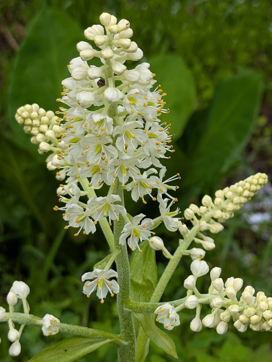 Veratrum Album Subsp. Oxysepalum Blooming, Oze Katashina