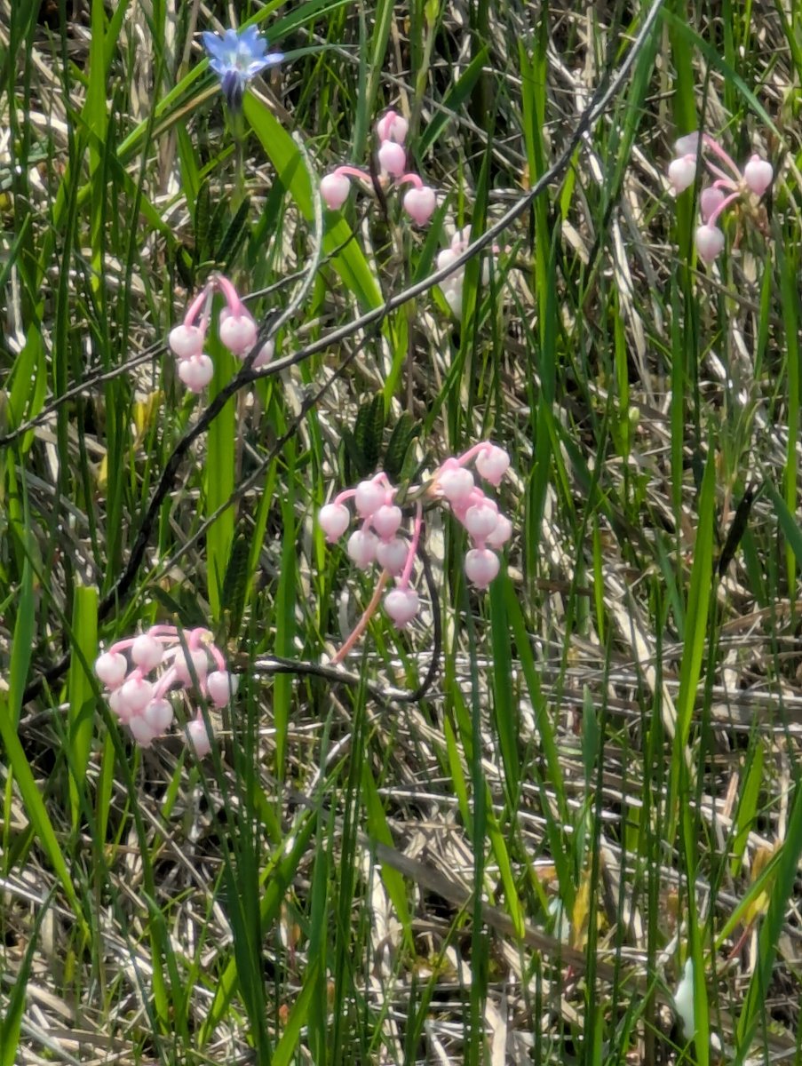 Oze Wetland Flowers, Katashina – Early Summer Bloom