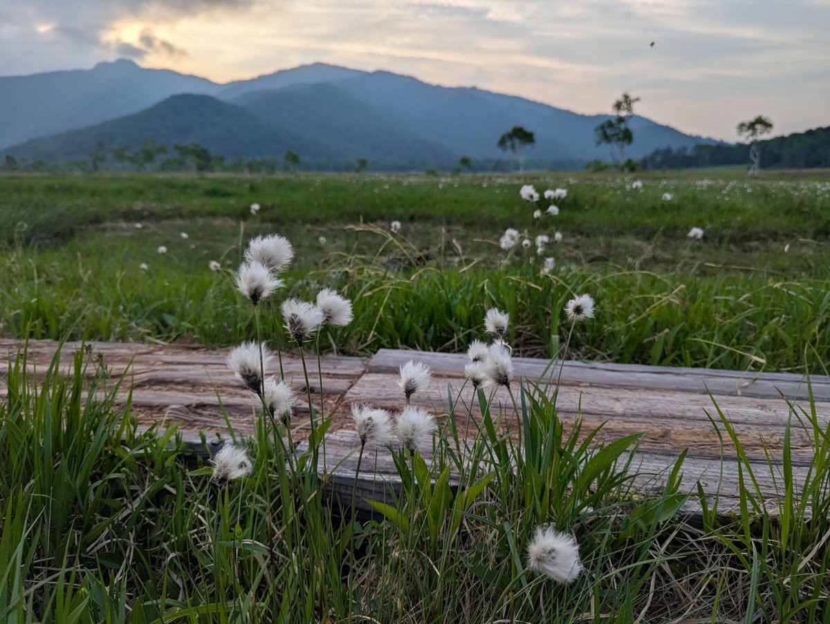 Oze Wetland Cotton Grass at Dusk, Hinoemata