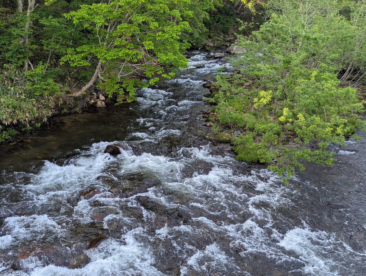 Oze Forest Stream in June, Uonuma