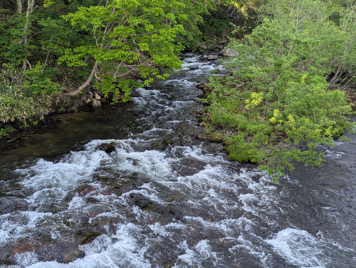 Oze Forest Stream in June, Uonuma photo 2
