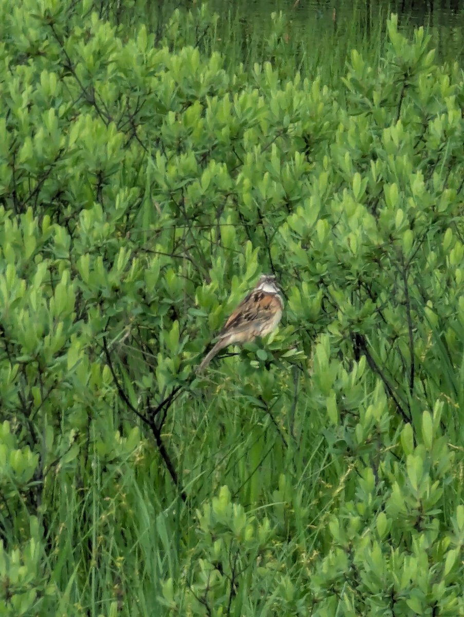 Oze Marshland in Peak Bloom, Gunma photo 5