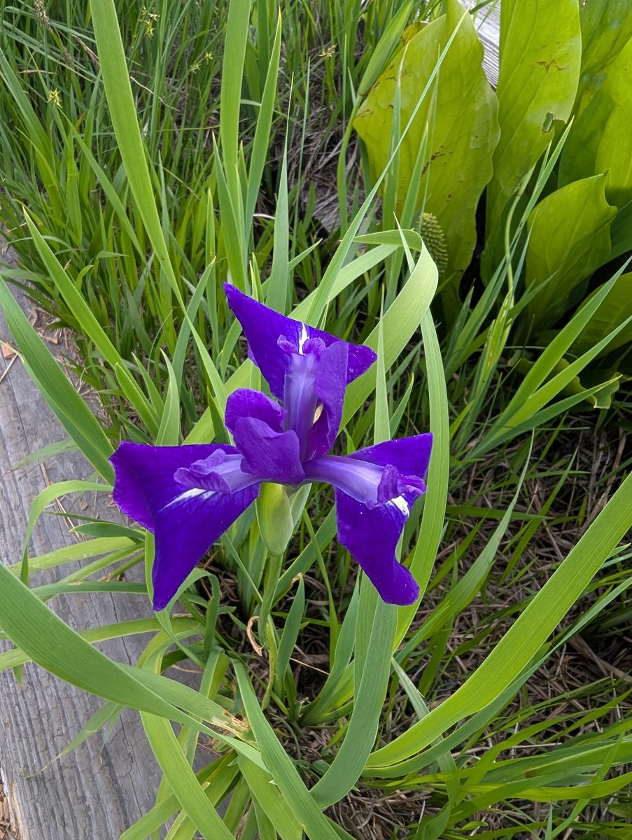 Oze Marshland in Peak Bloom, Gunma photo 6