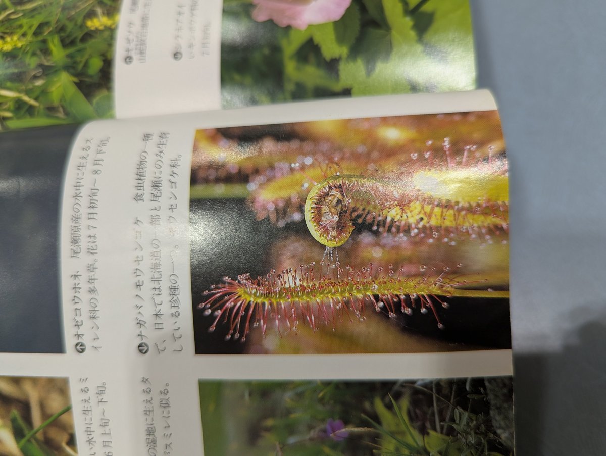 Carnivorous Plant Close-Up, Yoshio, Chiba