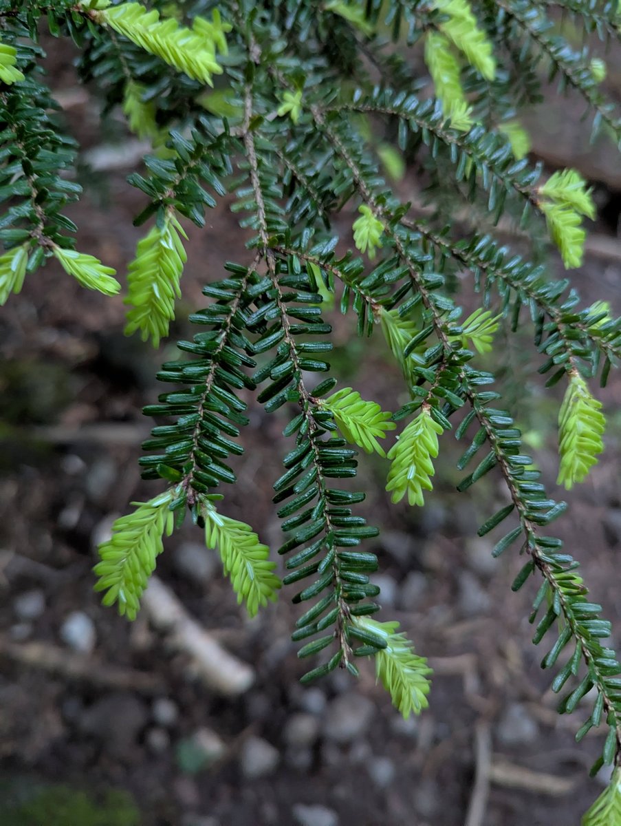 Alpine Forest Detail, Mt. Yatsugatake, Chino