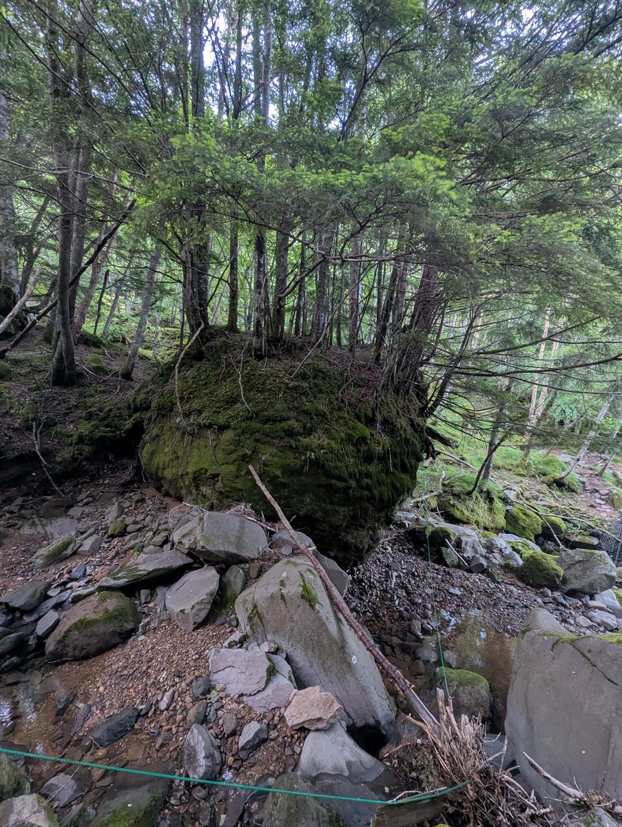 Mt. Yatsugatake Forest Hike, Nagano — Dawn Light