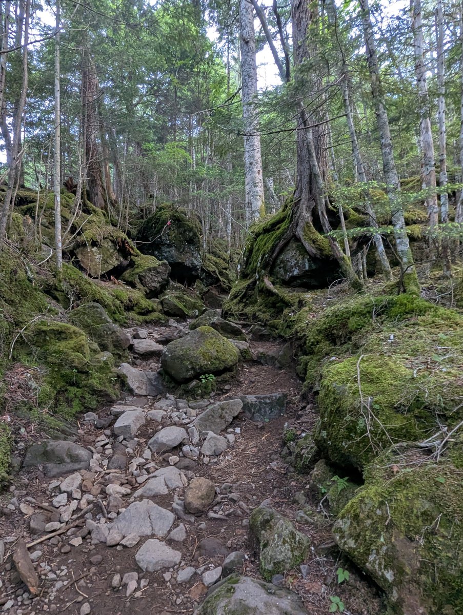 Mt. Yatsugatake Forest Hike, Nagano โ Dawn Light photo 2