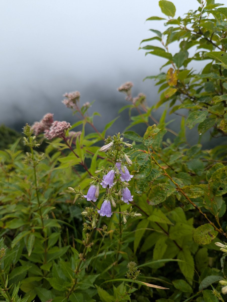 Pre-dawn Rainbow over Nikaho, Akita photo 7