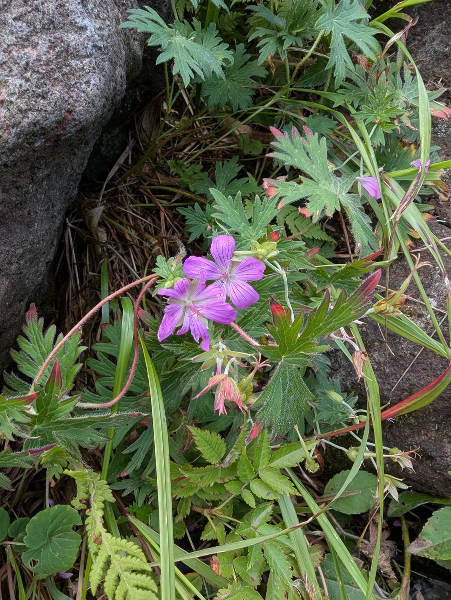 Wild Flowers in Yuza, Yamagata — August Bloom