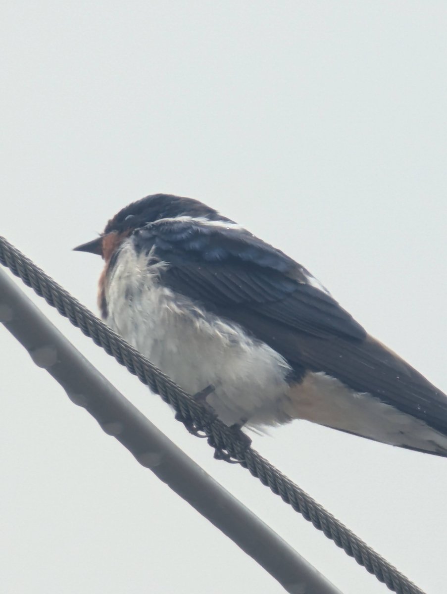 Barn Swallow Rest, Kunimi Fukushima
