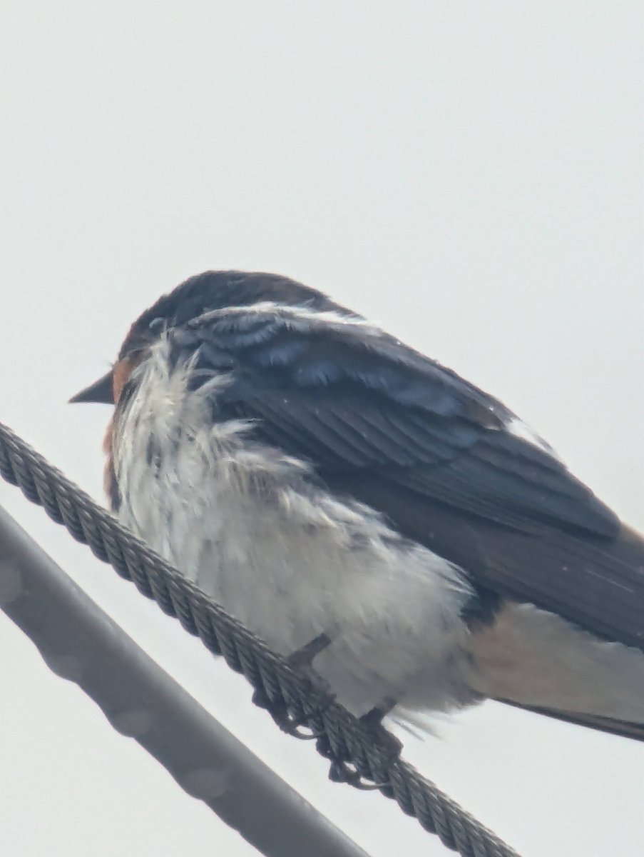 Barn Swallow Rest, Kunimi Fukushima photo 2