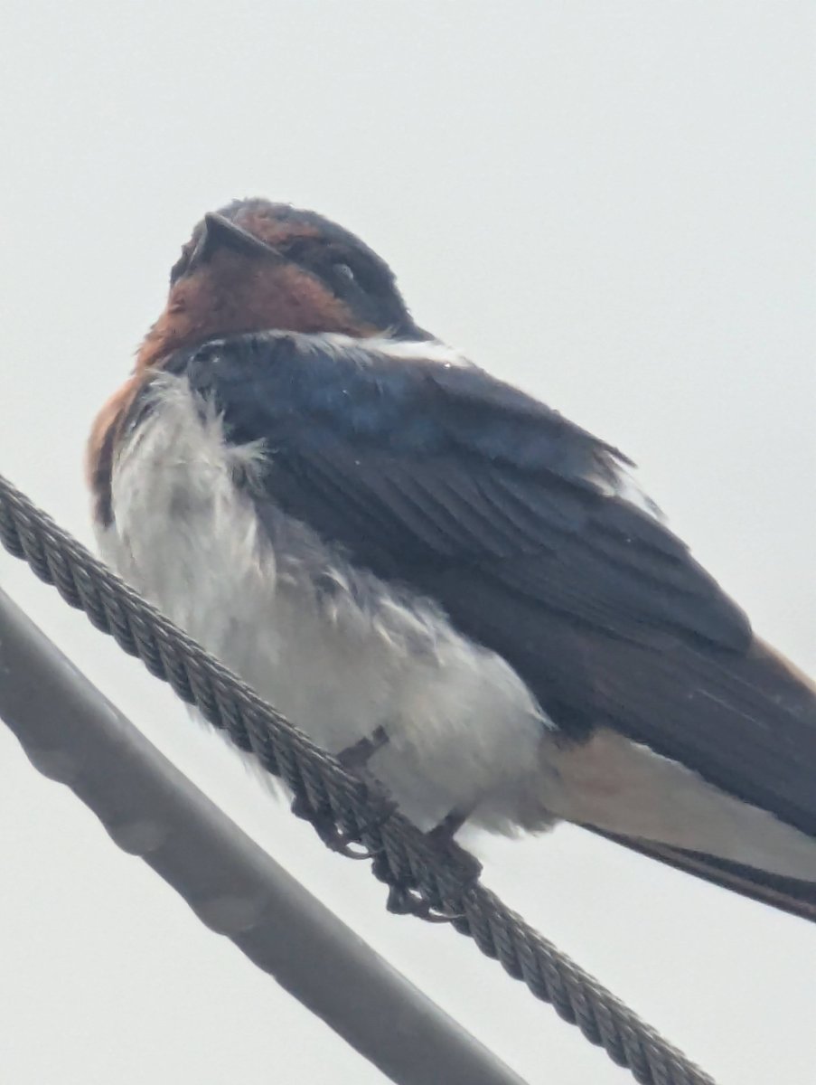 Barn Swallow Rest, Kunimi Fukushima photo 3