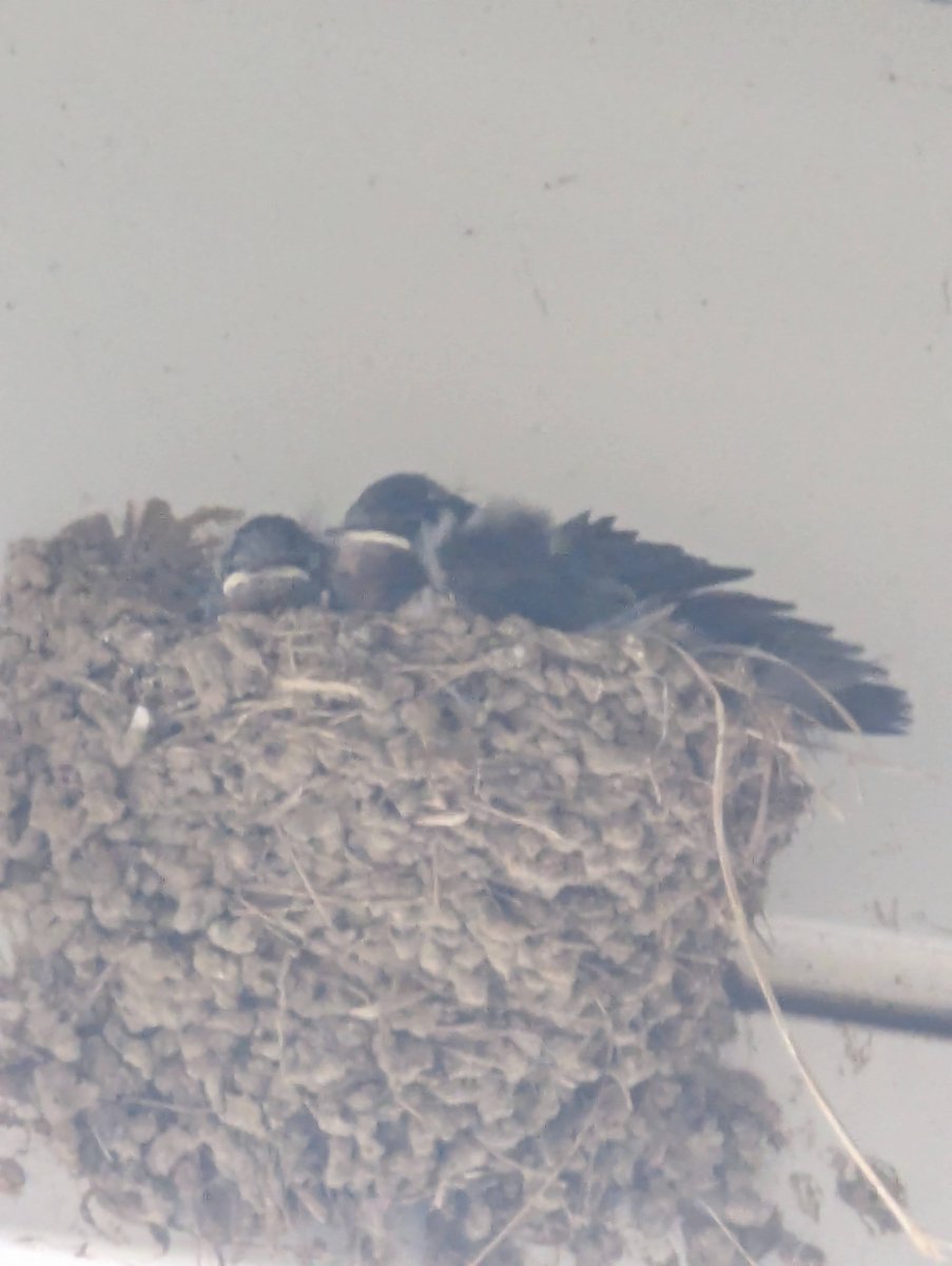 Barn Swallow Rest, Kunimi Fukushima photo 4