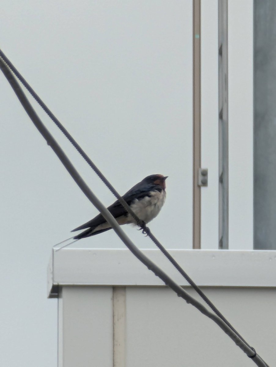 Barn Swallow Rest, Kunimi Fukushima photo 5