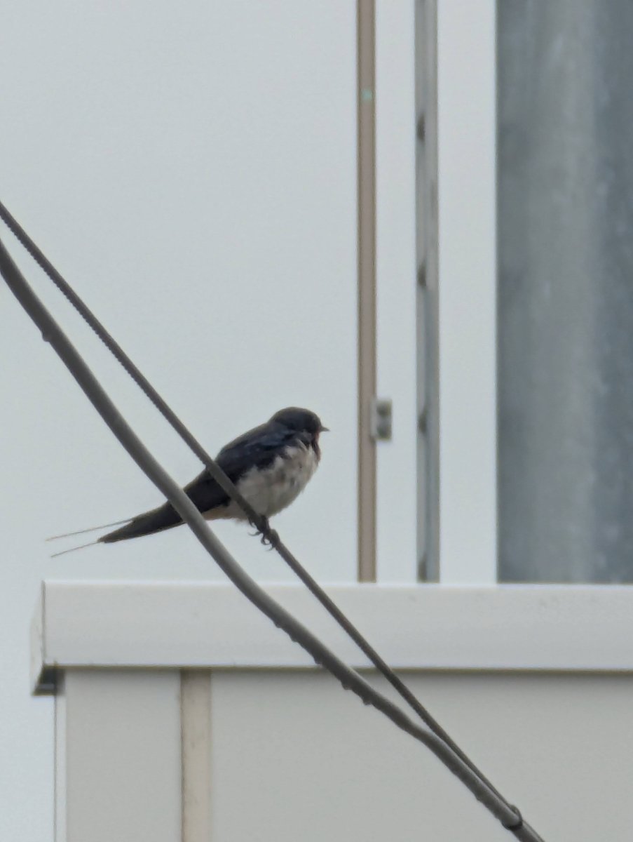 Barn Swallow Rest, Kunimi Fukushima photo 6