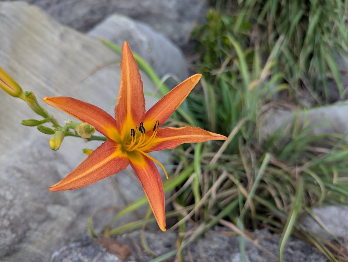 Wild Orange Daylily, Suzaki Beach, Shimoda