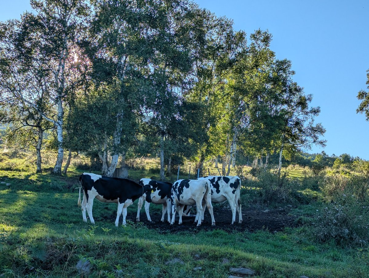 Pastoral September in Ueda, Nagano — Cows Under the Trees