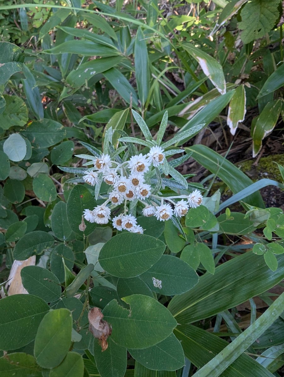 Early Morning Wildflowers in Ueda, Nagano