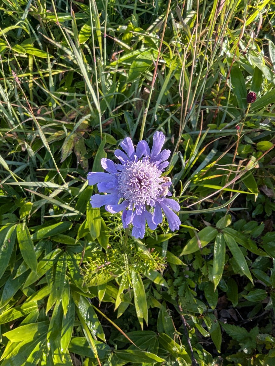 Early Morning Wildflowers in Ueda, Nagano photo 2