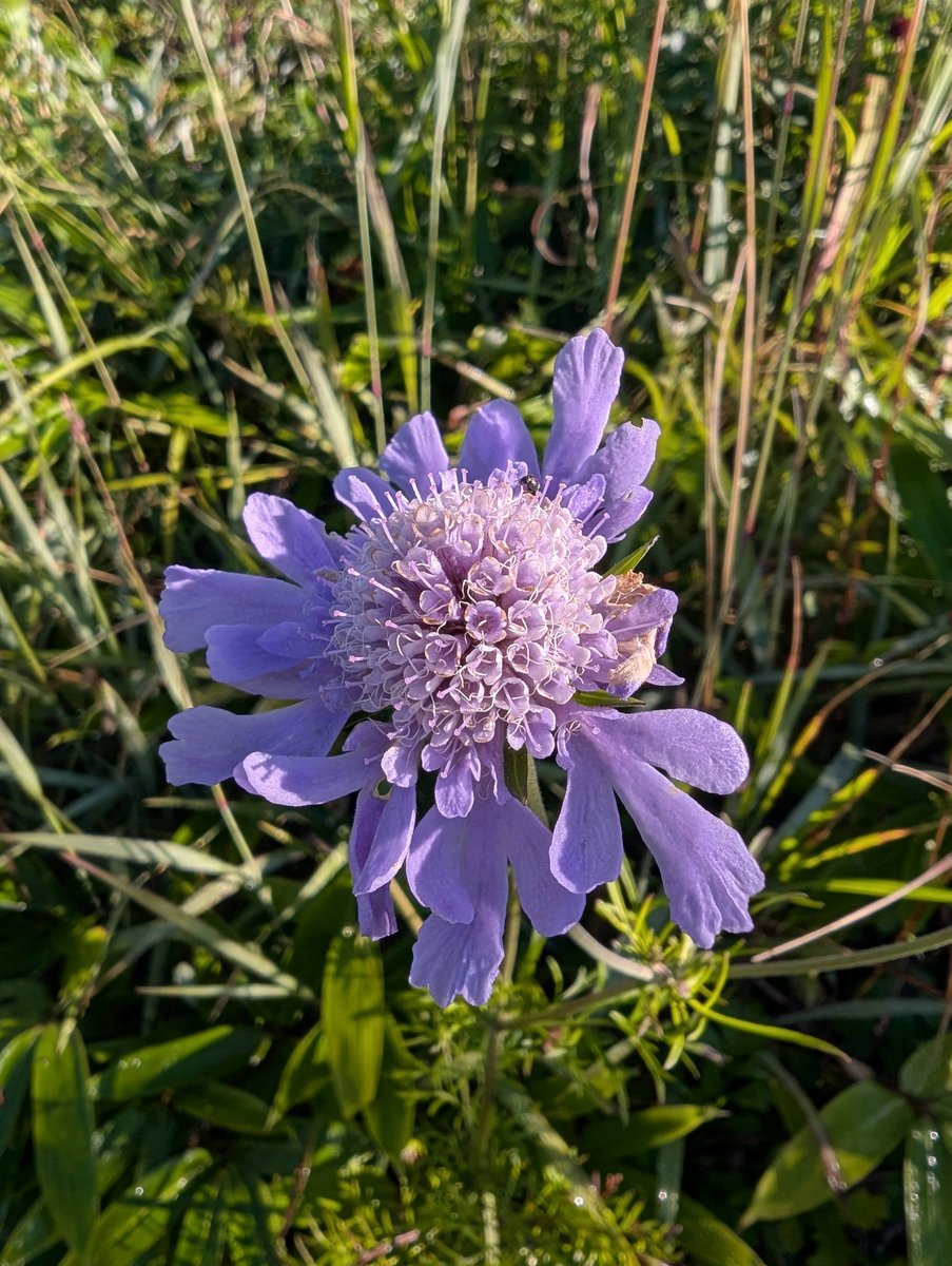 Early Morning Wildflowers in Ueda, Nagano photo 3