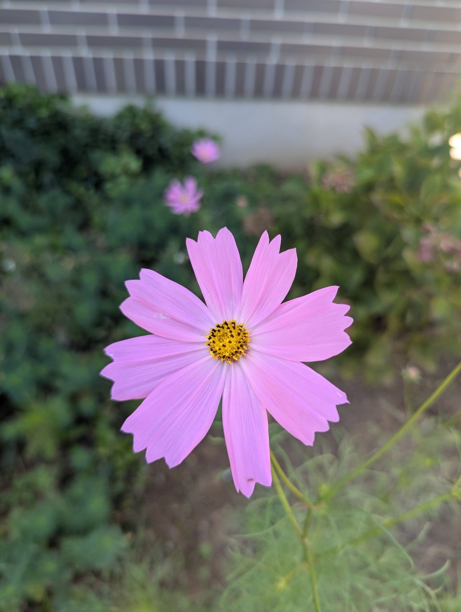 Cosmos Blooming at Mannentsu Island, Nagano