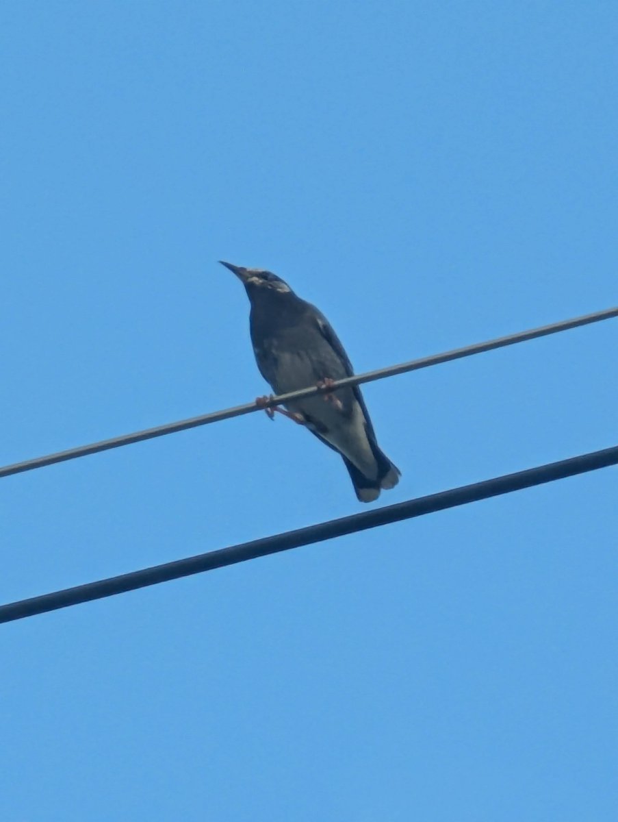 A Bird's Moment on the Wire, Futsukaichi, Ishikawa