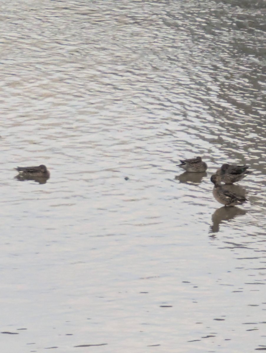 Wild Ducks at Mikkaichi, Nonoichi, Ishikawa