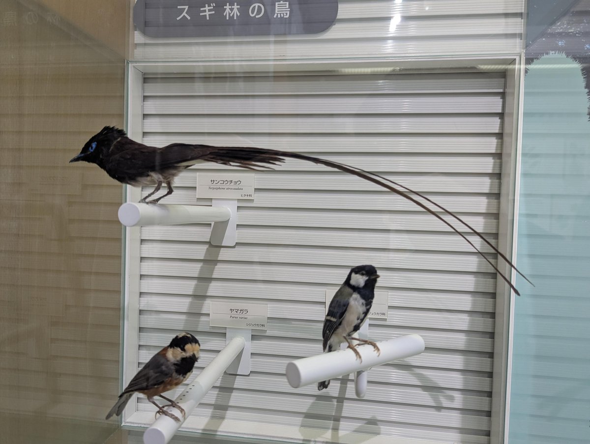 Stone Tools at Kanaashi-Niozaki Museum, Akita photo 3