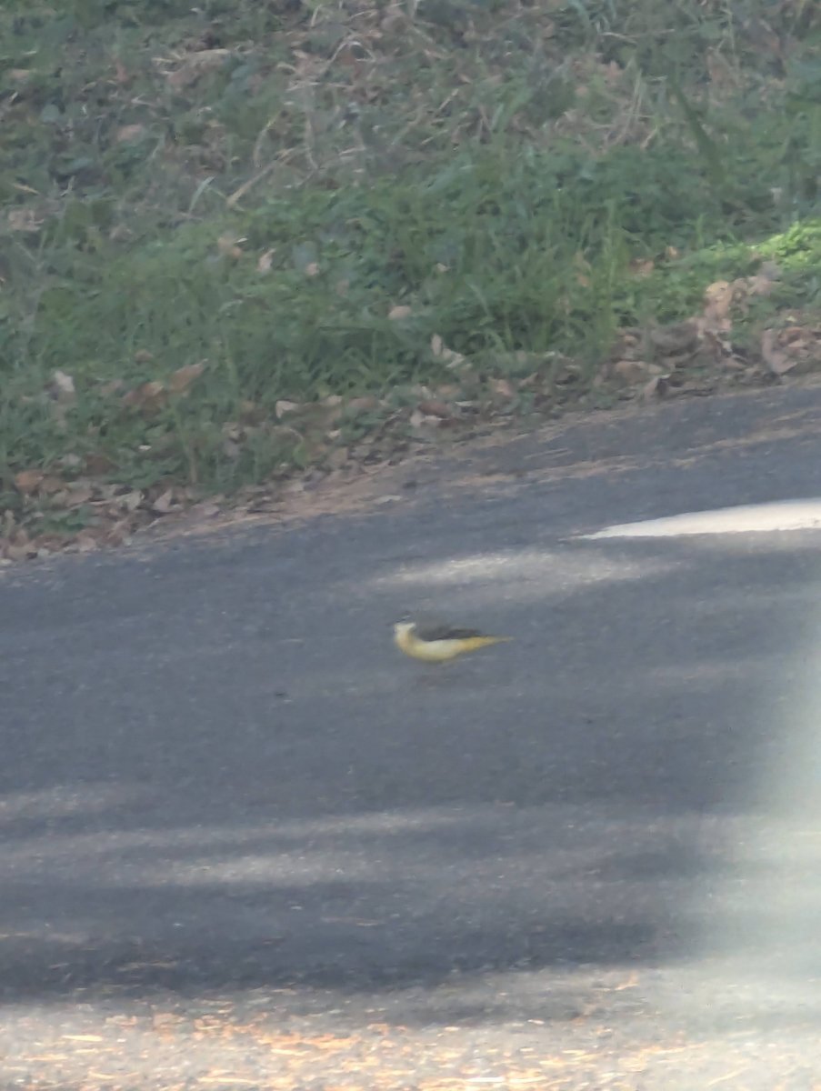 Mountain Road Wildlife Encounter, Oizumicho-Yato, Yamanashi
