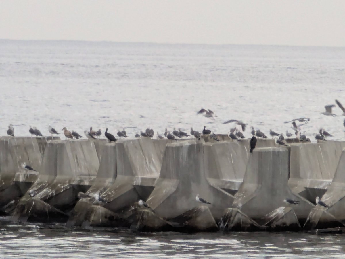 Seabirds Rest on Ito Coastal Breakwater, Shizuoka