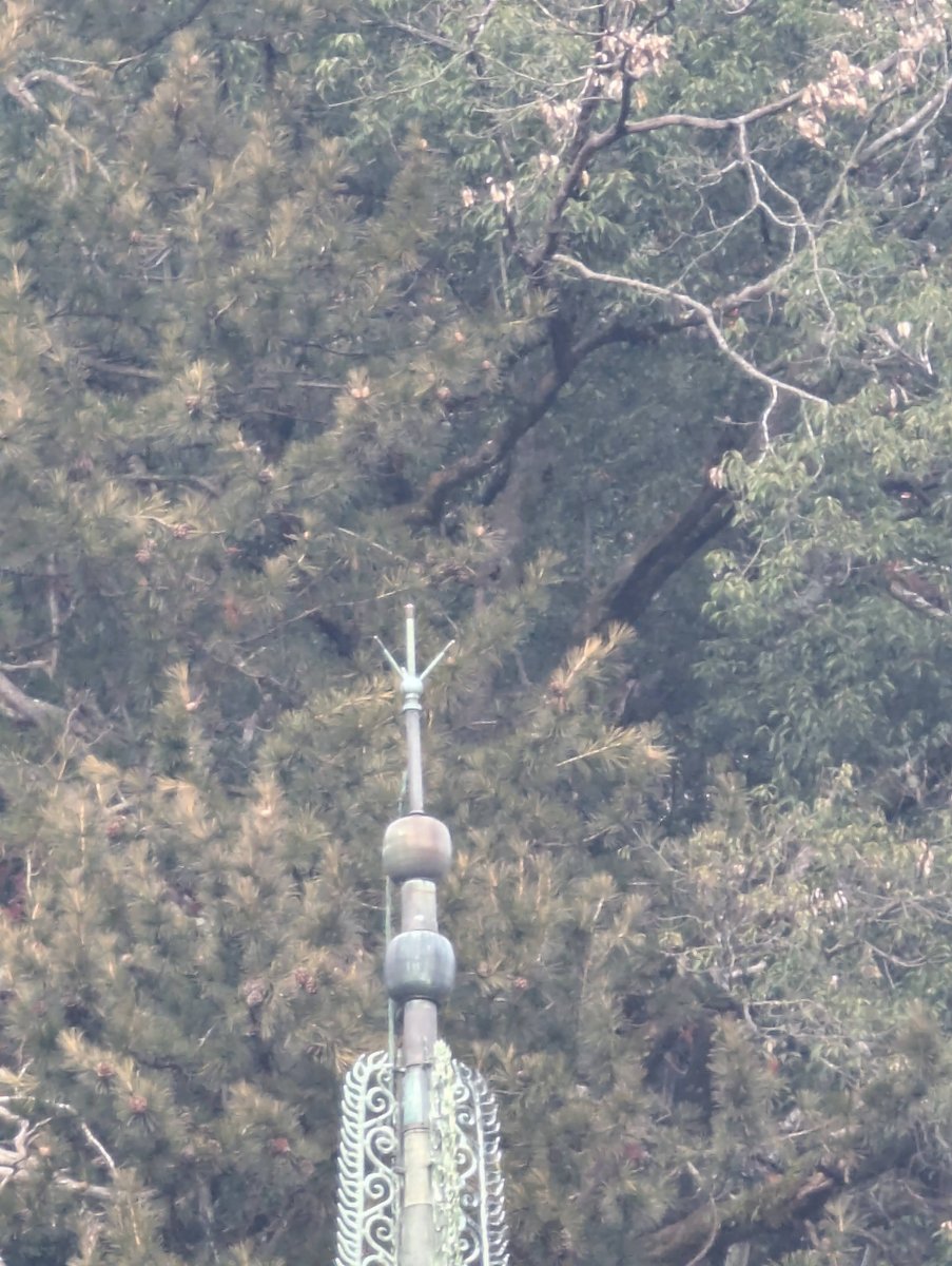 Tonomine Pagoda, Sakurai: Nara's Hidden Gem photo 4
