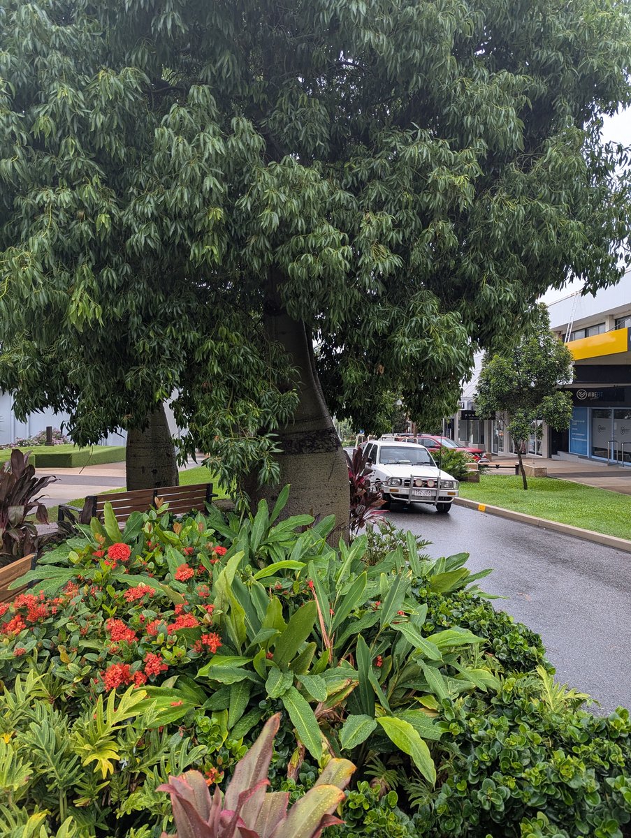 Gladstone Central's Hidden Garden, Queensland