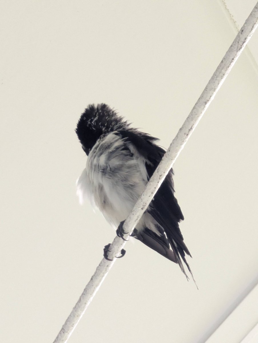 Black and White Bird on Wire, Gladstone Queensland
