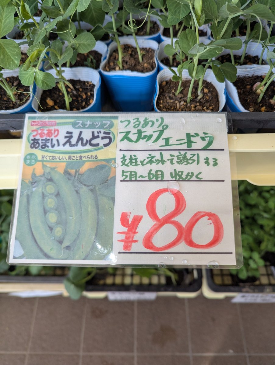Spring Seedlings at Azumino Farm Market, Nagano