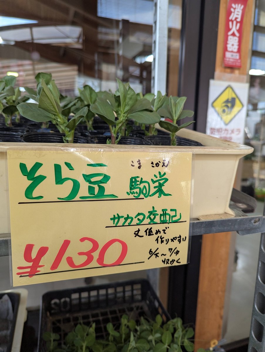 Spring Seedlings at Azumino Farm Market, Nagano photo 2