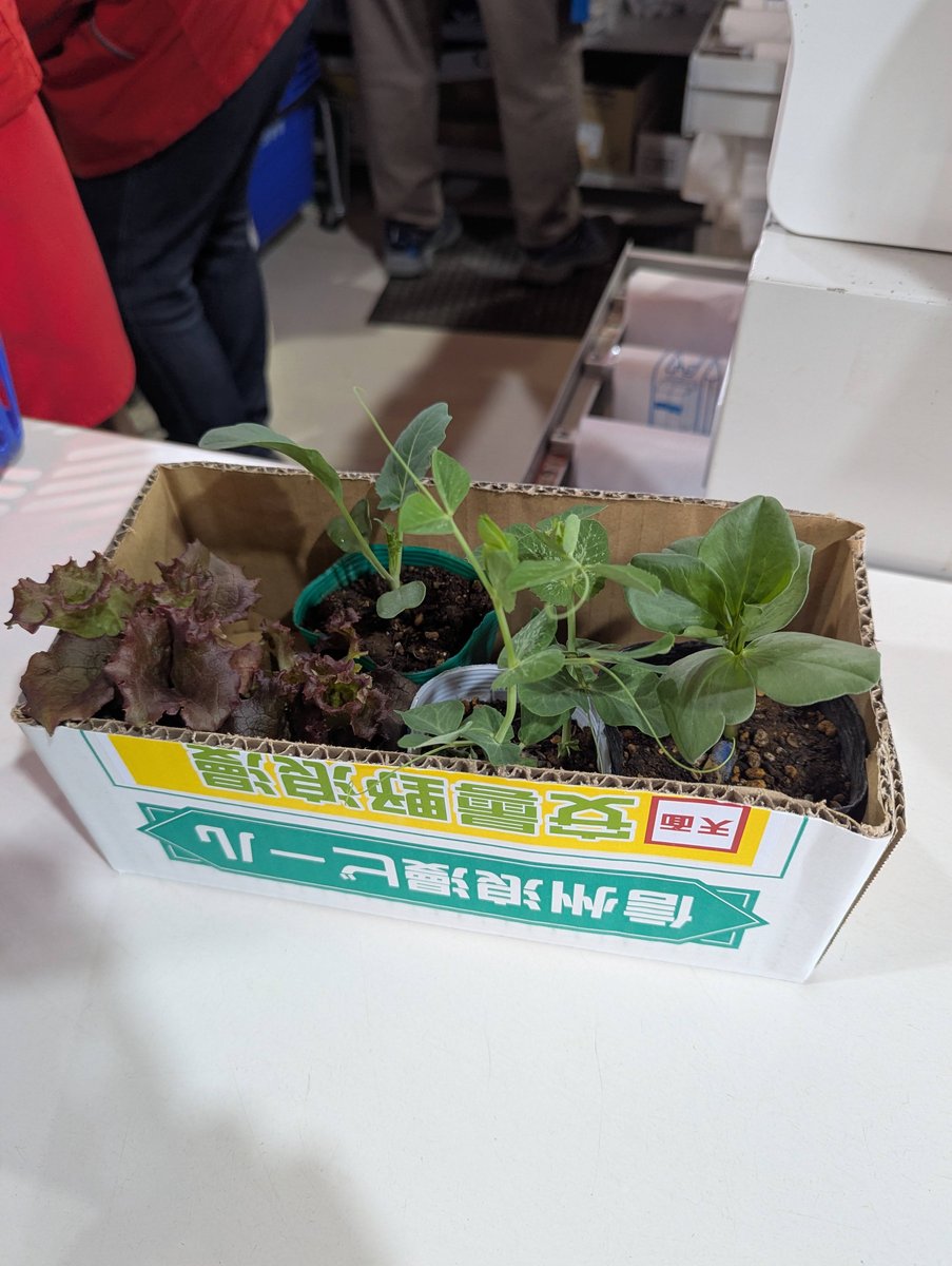 Spring Seedlings at Azumino Farm Market, Nagano photo 4