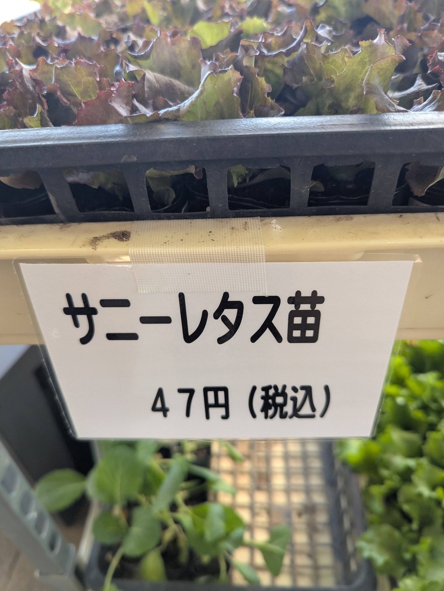 Spring Seedlings at Azumino Farm Market, Nagano photo 5