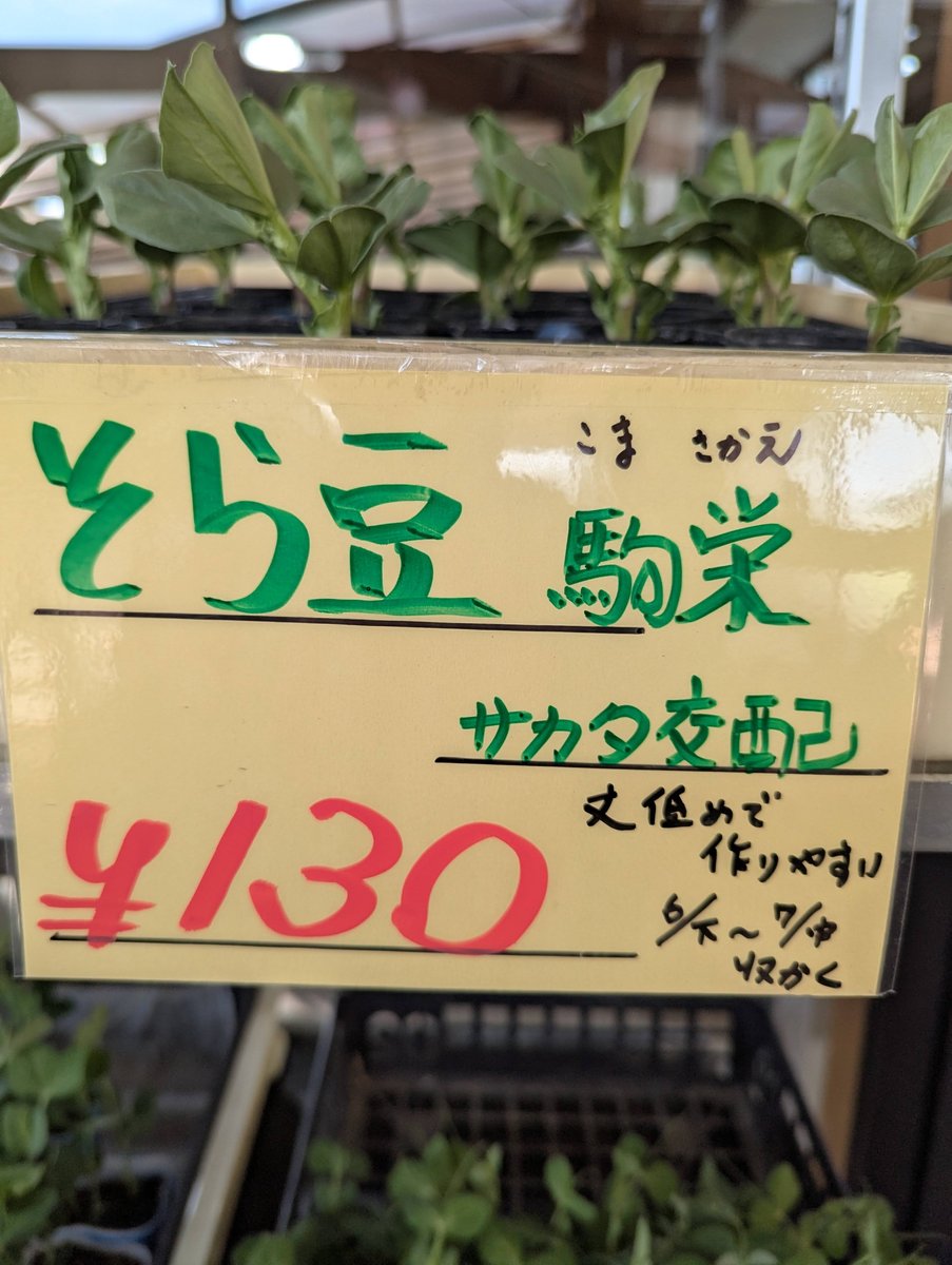 Spring Seedlings at Azumino Farm Market, Nagano photo 6
